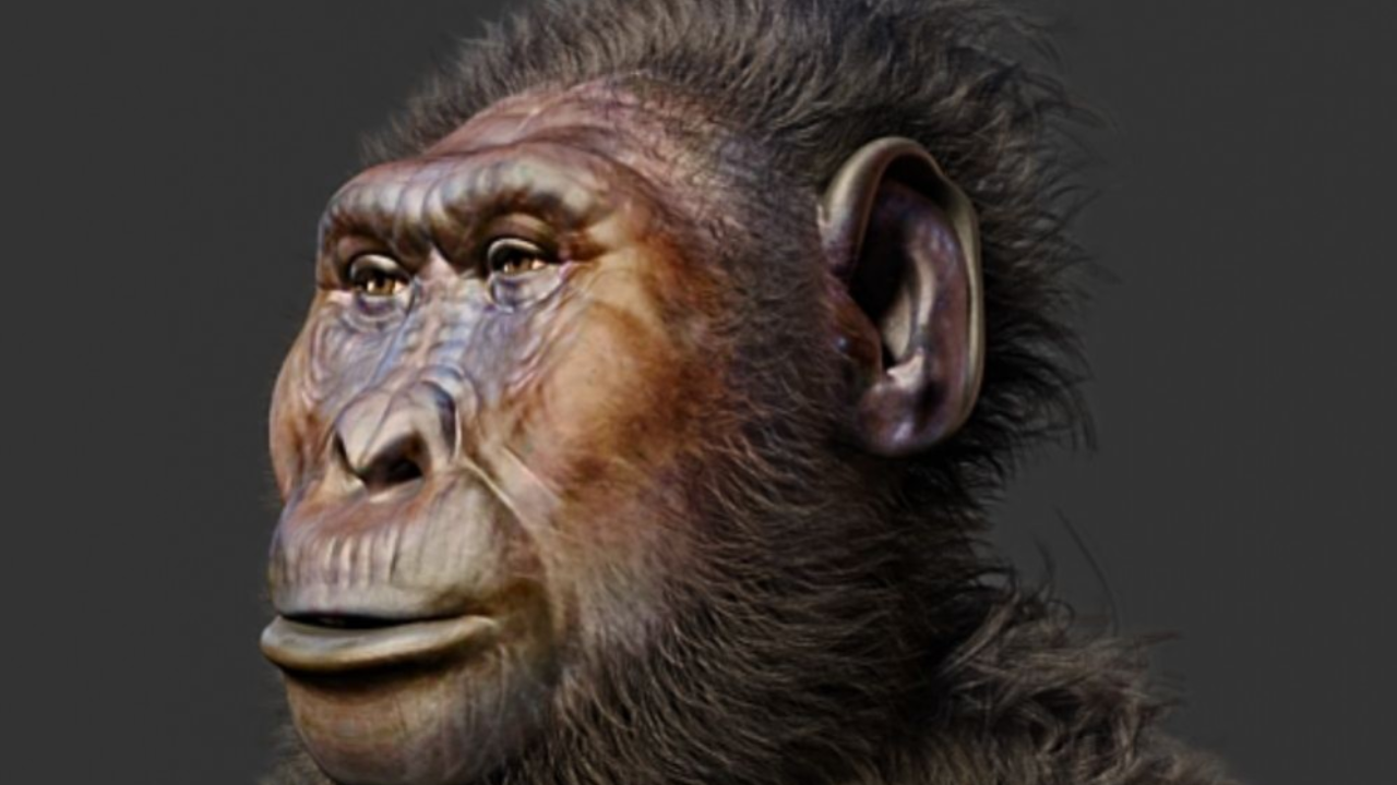 Eski insan akrabasının goril benzeri yönlerini ortaya çıktı