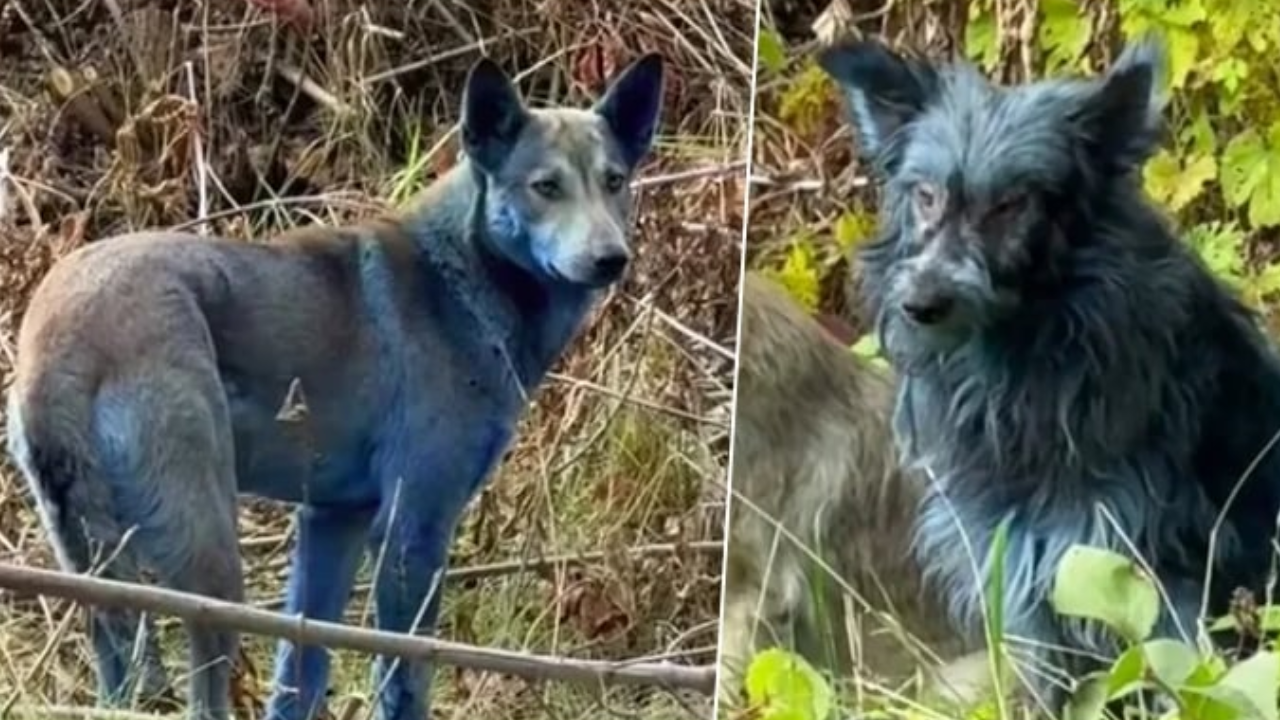 Çernobil’de sokak köpekleri maviye döndü