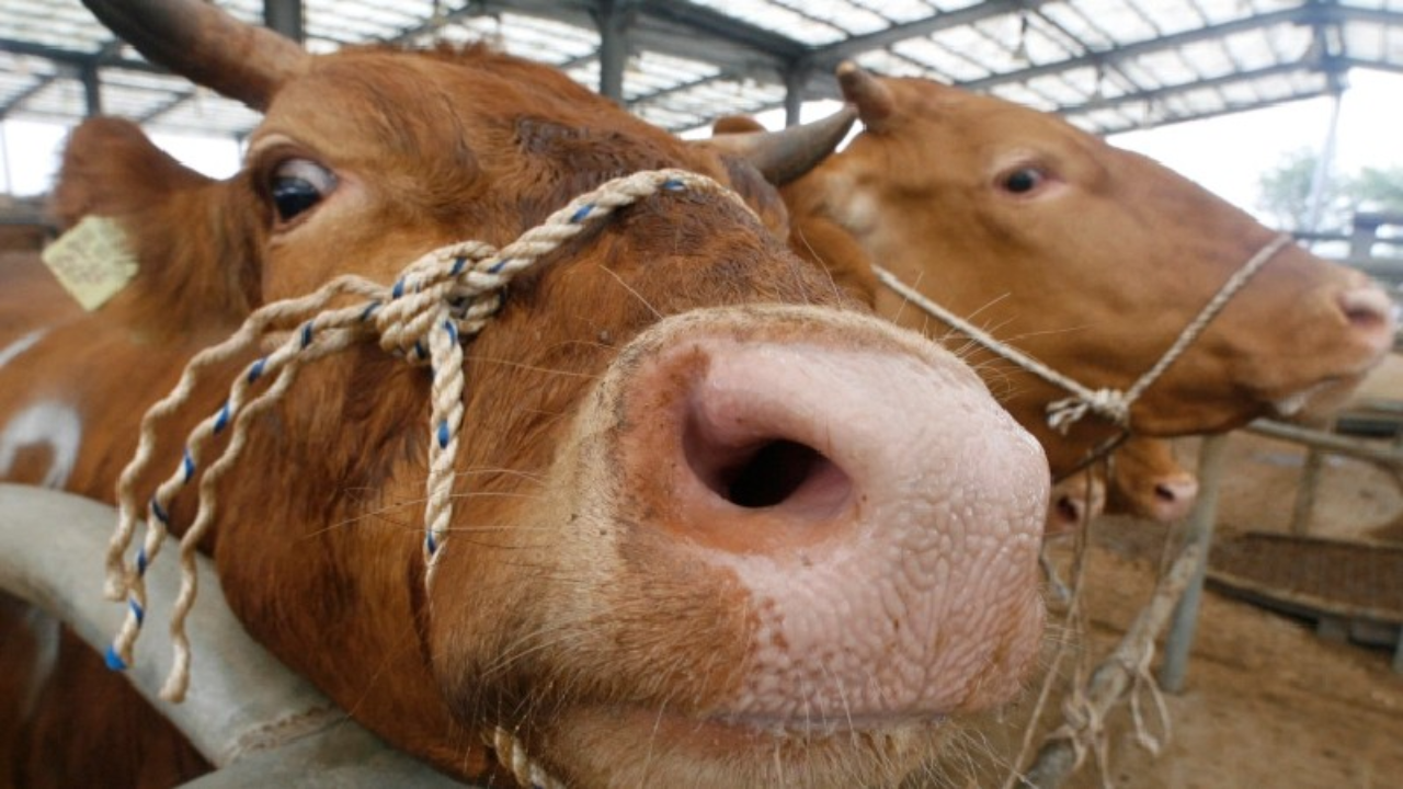 Bolu'da da görüldü: “Deli dana” hastalığı şüphesi!