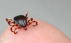 Kene bir canı daha hayattan kopardı