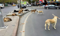 Sahipsiz köpeklerin saldırısı sonrası yüksekova belediyesi hakkında soruşturma başlatıldı