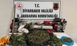 Diyarbakır’da kenevir operasyonu: 2 bin kök kenevir ele geçirildi