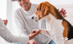 ABD'de köpekler artık aile üyesi kabul edilecek