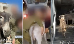 Gazze'de 60 insanı öldüren İsrail, Gazze'de eşekleri kurtarmakla övündü