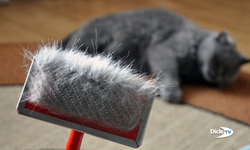 "Kedi tüyündne ölmek mümkün değil"
