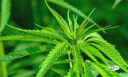 Marihuana kullanan her üç kişiden biri bağımlı oluyor
