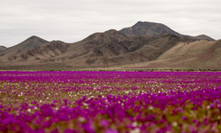 Dünyanın en kurak çölü Atacama'da çiçekler açtı