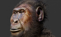 Eski insan akrabasının goril benzeri yönlerini ortaya çıktı