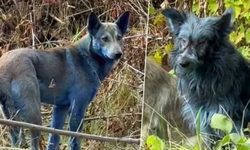 Çernobil’de sokak köpekleri maviye döndü