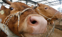 Bolu'da da görüldü: “Deli dana” hastalığı şüphesi!