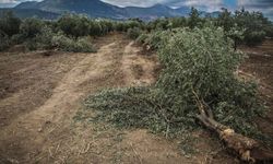 Zeytinlikler Tehdit Altında: Kanun İptal Edilsin