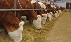 Bolu’da 18 köy ve 4 mahallede şap karantinası!