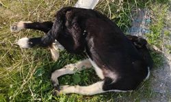 Denizli’de sokak köpekleri toplu halde ölü bulundu
