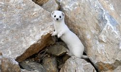 Van'da beyaz gelincik görüldü