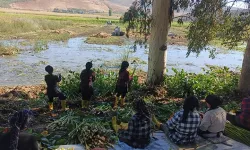 Asi’de su sümbülleri kadınlar öncülüğünde temizleniyor