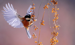 Bilim insanları yanıtladı: Kuşlar sabah neden hep aynı saatte öter?