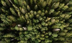 IKEA iki ülkeden orman satın aldı