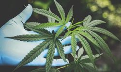 Araştırma: Tıbbi marihuana işe yaramıyor