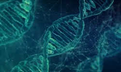 Araştırma: Erkek cinsiyetini belirleyen Y kromozomu yok oluyor