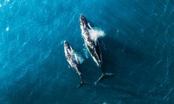 Balina nefesinde toplu ölüme neden olan virüs bulundu