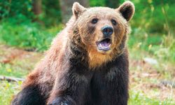 Araştırma: Akraba evliliği yapan ayılar daha az agresif