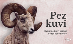 Pezkuvî: Kutsal dağların keçileri neden katlediliyor?
