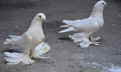 Bu da oldu: Güvercinlere haciz kondu, icradan satışa çıkarıldı