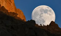 Dolunayın Altında Van’ın Yaban Keçileri Görüntülendi