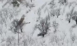 Çermik’te kurt sürüsü yerleşim yerlerine İndi: O anlar kamerada