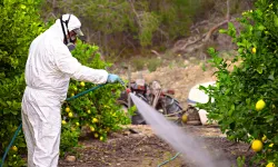 Greenpeace: Türkiye pestisitte ikinci sırada