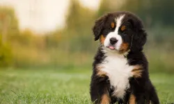 Araştırma: Köpekler kulak misafiri olup kelime öğreniyor