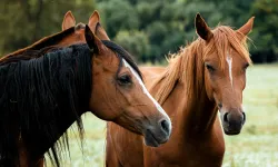 CHP’li Alp: 100 milyonluk liralık atlar kayıp!