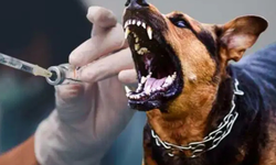 Diyarbakır’da kuduz için 4 bin 500 aşı sahada