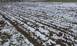 Diyarbakır’da uzmanlara göre bu yıl tarım daha verimli olacak