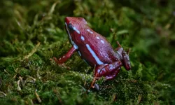 Ünlü siyasetçinin ölümünde kullanıldı: Nedir bu kurbağa zehri?