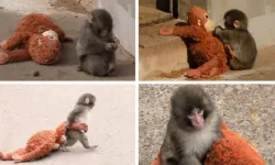 Terk edilen maymunun bakıcısı konuştu: Yalnızlık çekiyor