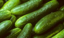 Rusya'da salatalık adeta altın oldu