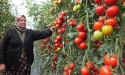 Bedava Domatesin İstanbul’a Yolculuğu Bile 20 TL Oldu