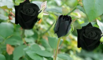 Karagül: Halfeti’nin Sırlarla Çiçeklenen Siyah Gülü