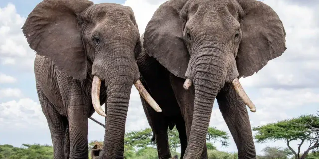 Fillerin nasıl sosyalleştiği ortaya çıktı