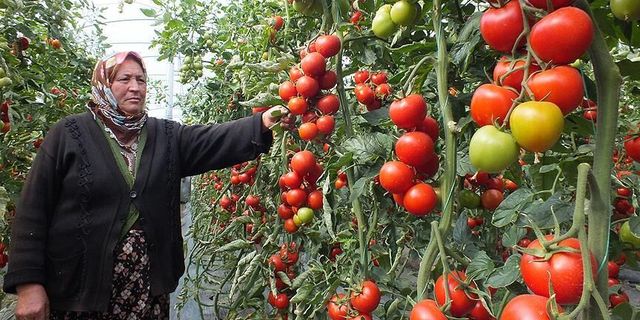 Bedava Domatesin İstanbul’a Yolculuğu Bile 20 TL Oldu