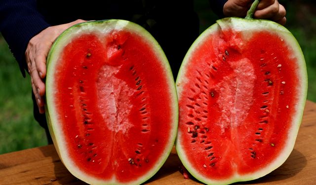Adana’da karpuz hasadı başladı