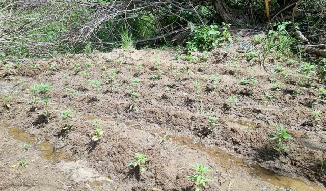 Bingöl’de uyuşturucu imalatına karşı 330 kök kenevir operasyonu