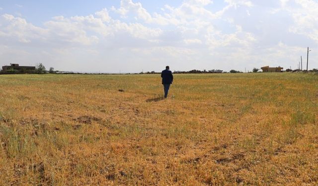 Şırnak’ta kuraklık alarmı: 300 bin dönüm tarım arazisi kurudu