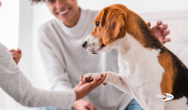 ABD'de köpekler artık aile üyesi kabul edilecek