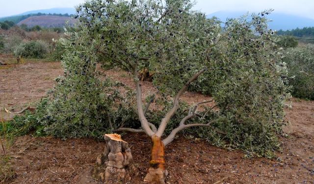 Muğlalı Köylülerden Çağrı: 14 Eylül’de Mitinge Gelin