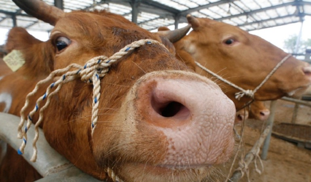 Bolu'da da görüldü: “Deli dana” hastalığı şüphesi!