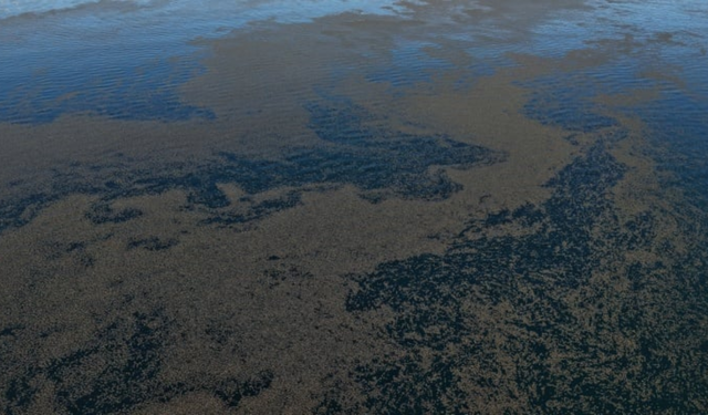 Van Gölü'nde yosun tabakası oluştu: Biyoçeşitlilik tehlikede