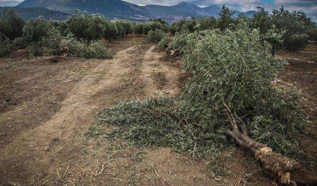 Zeytinlikler Tehdit Altında: Kanun İptal Edilsin