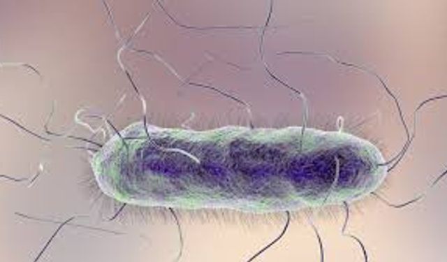 İlaca dirençli ‘kabus bakteriler’ hızla yayılıyor